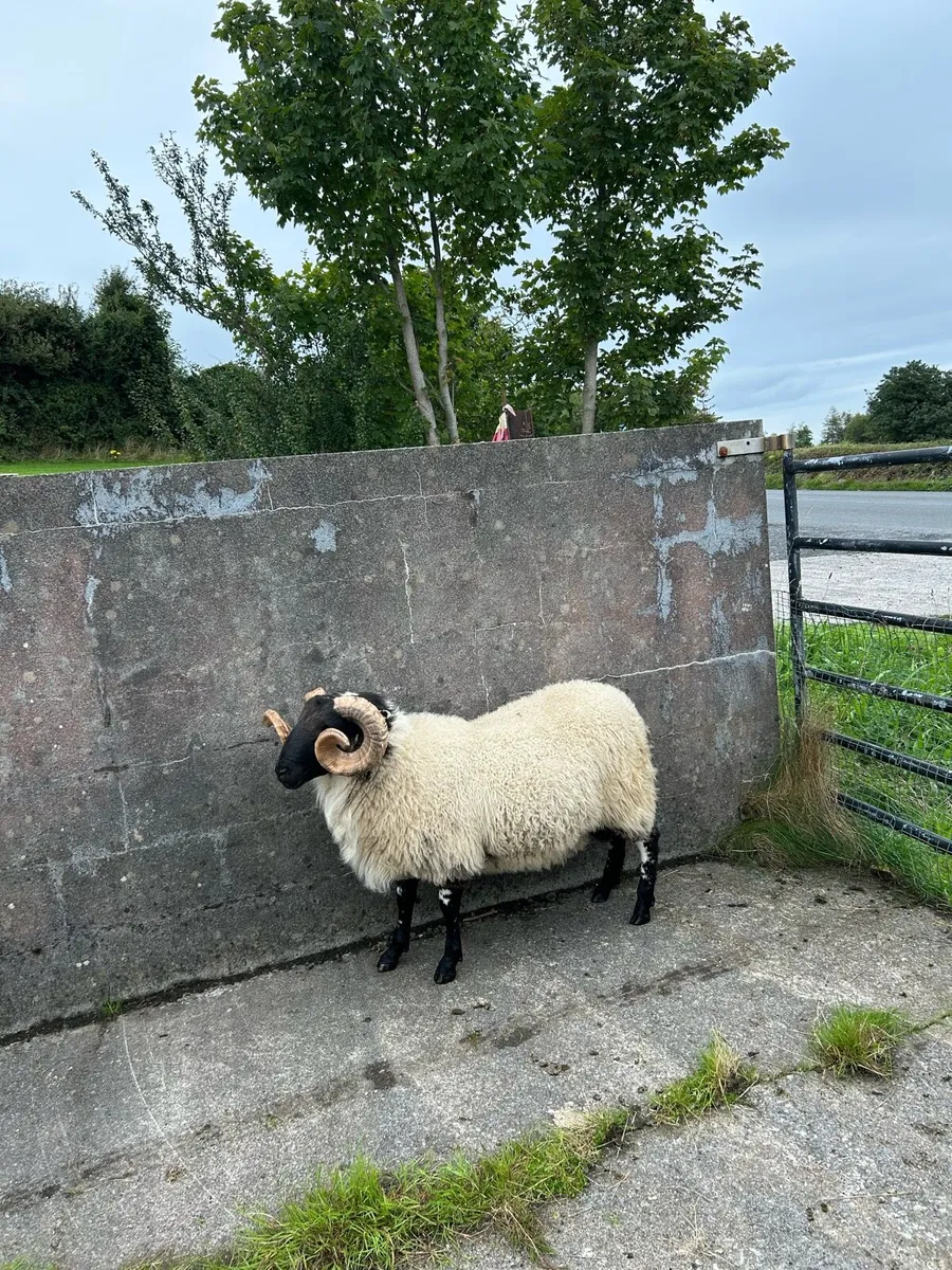 Hogget ram - Image 1