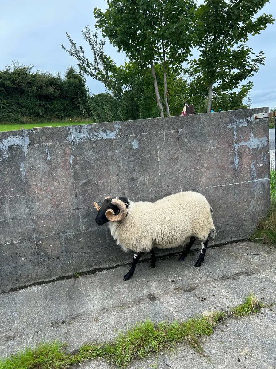 Hogget ram - Image 3