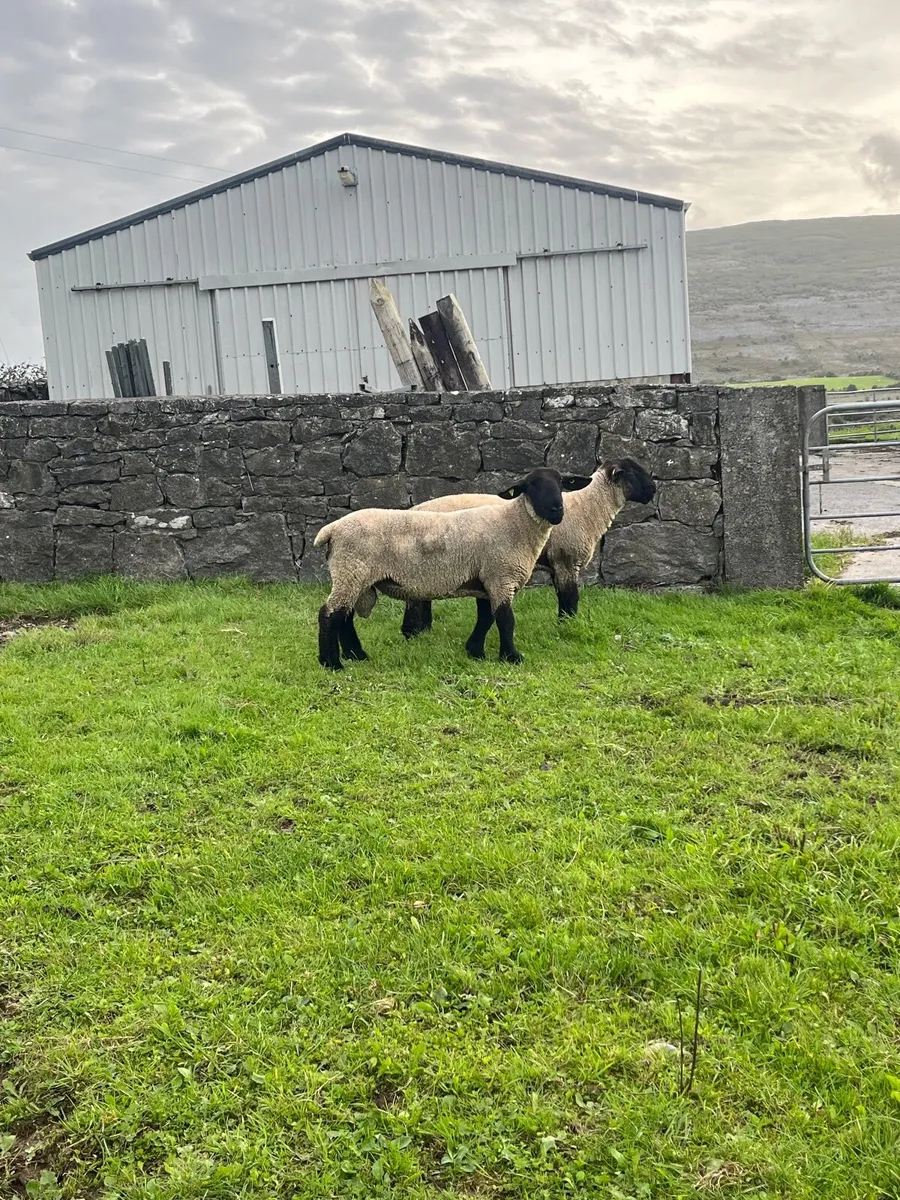 ▪️pbnr Suffolk hogget rams▪️ - Image 1