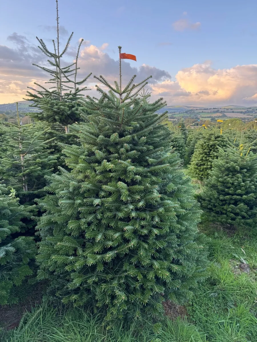 TOP QUALITY FRESH CHRISTMAS TREES FOR SALE - Image 1
