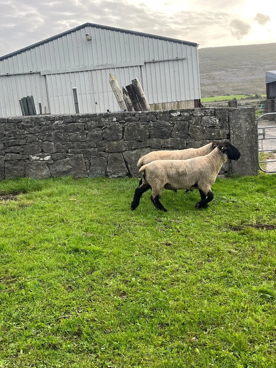 ▪️pbnr Suffolk hogget rams▪️ - Image 3