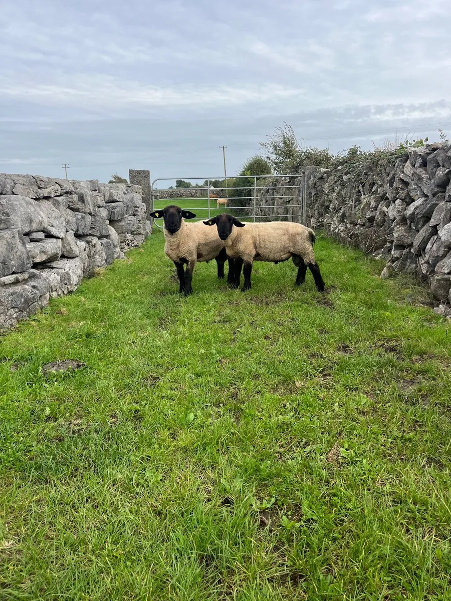 ▪️pbnr Suffolk hogget rams▪️ - Image 4