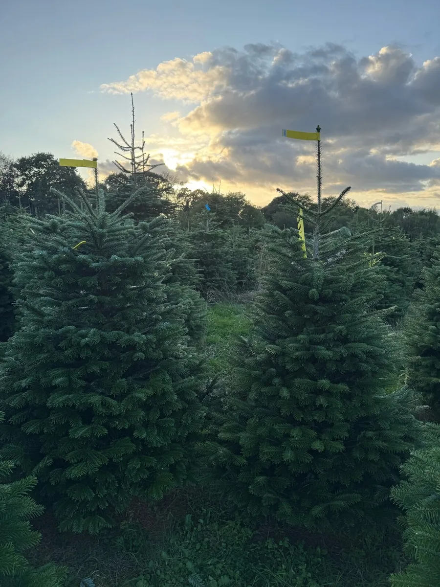 TOP QUALITY FRESH CHRISTMAS TREES FOR SALE - Image 2