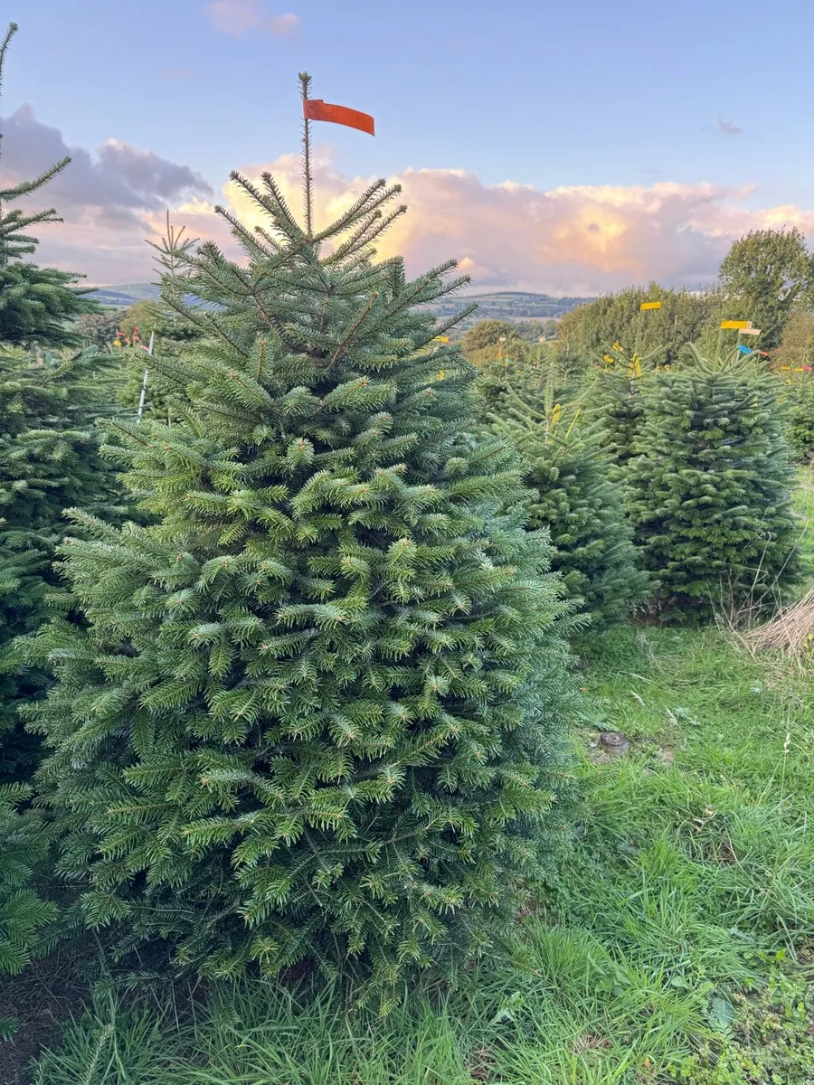TOP QUALITY FRESH CHRISTMAS TREES FOR SALE - Image 3
