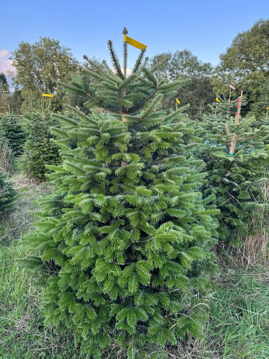TOP QUALITY FRESH CHRISTMAS TREES FOR SALE - Image 4