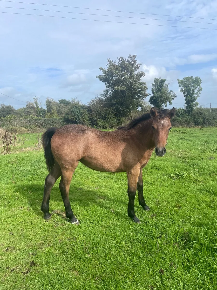Connemara Filly Foal - Image 1