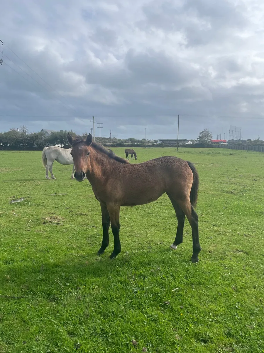 Connemara Filly Foal - Image 2