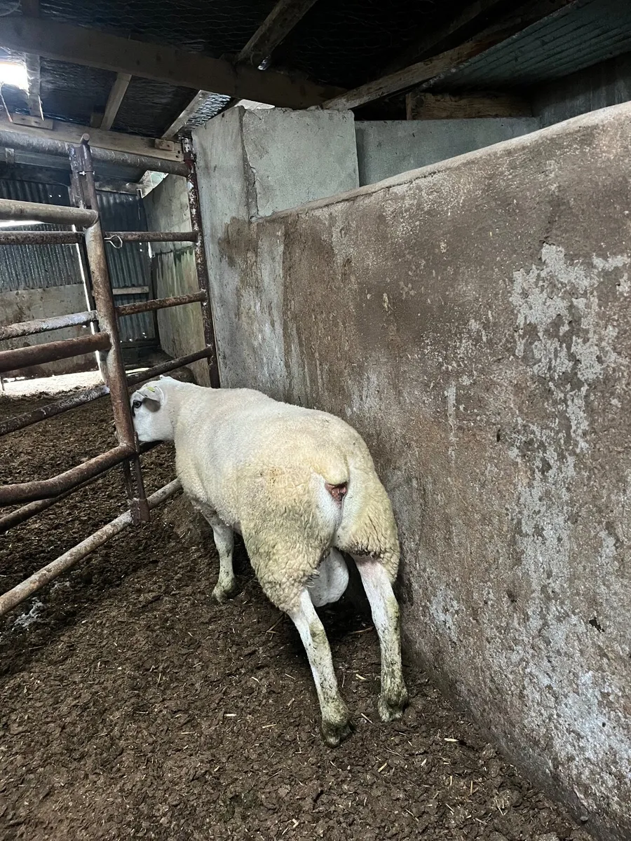 Texel ram pbnr - Image 2