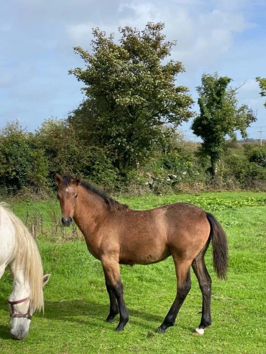 Connemara Filly Foal - Image 4