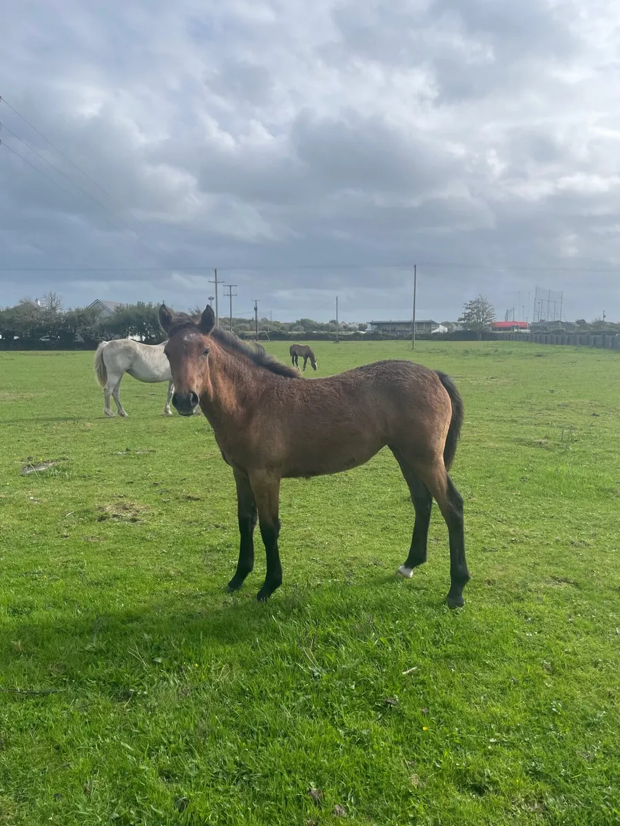Connemara Filly Foal - Image 3