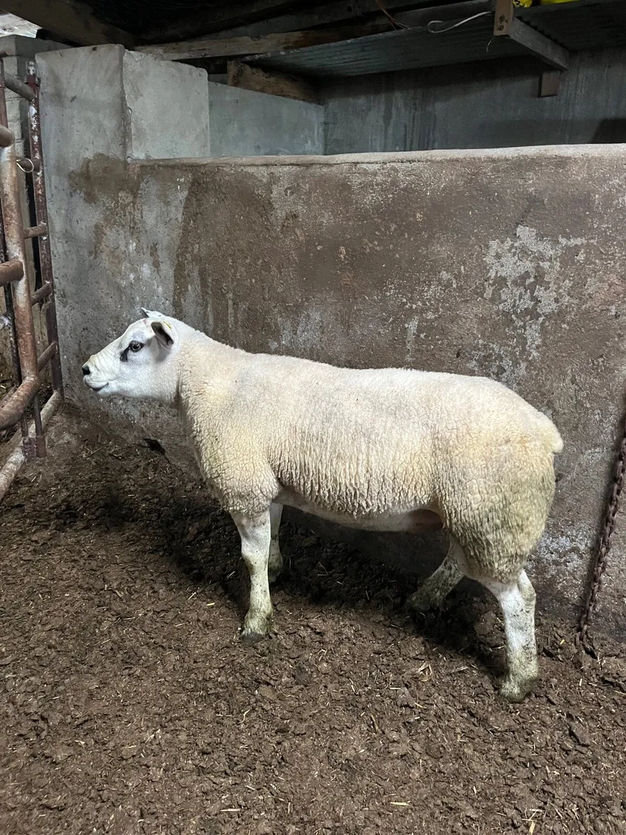 Texel ram pbnr - Image 3