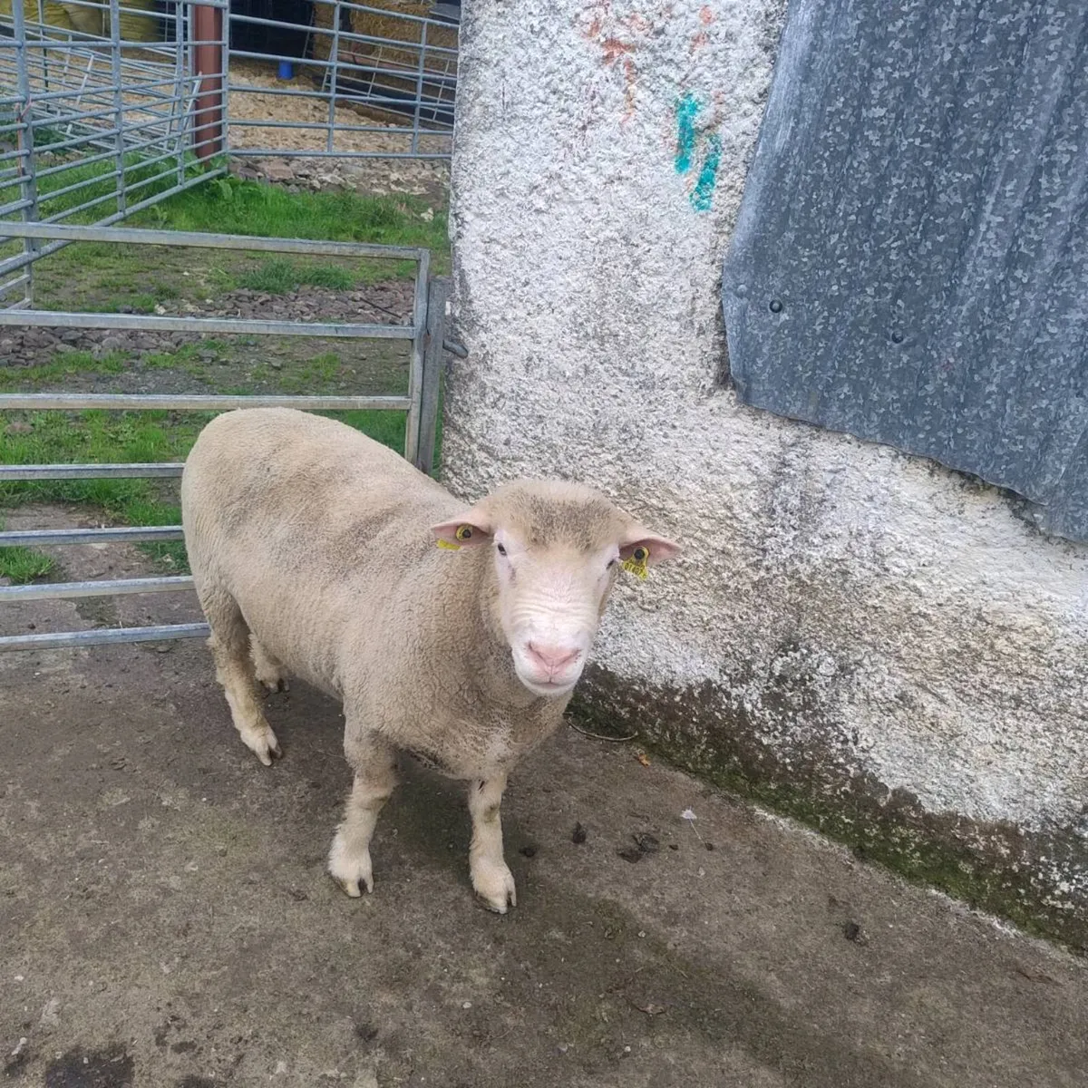 Dorset ram - Image 1