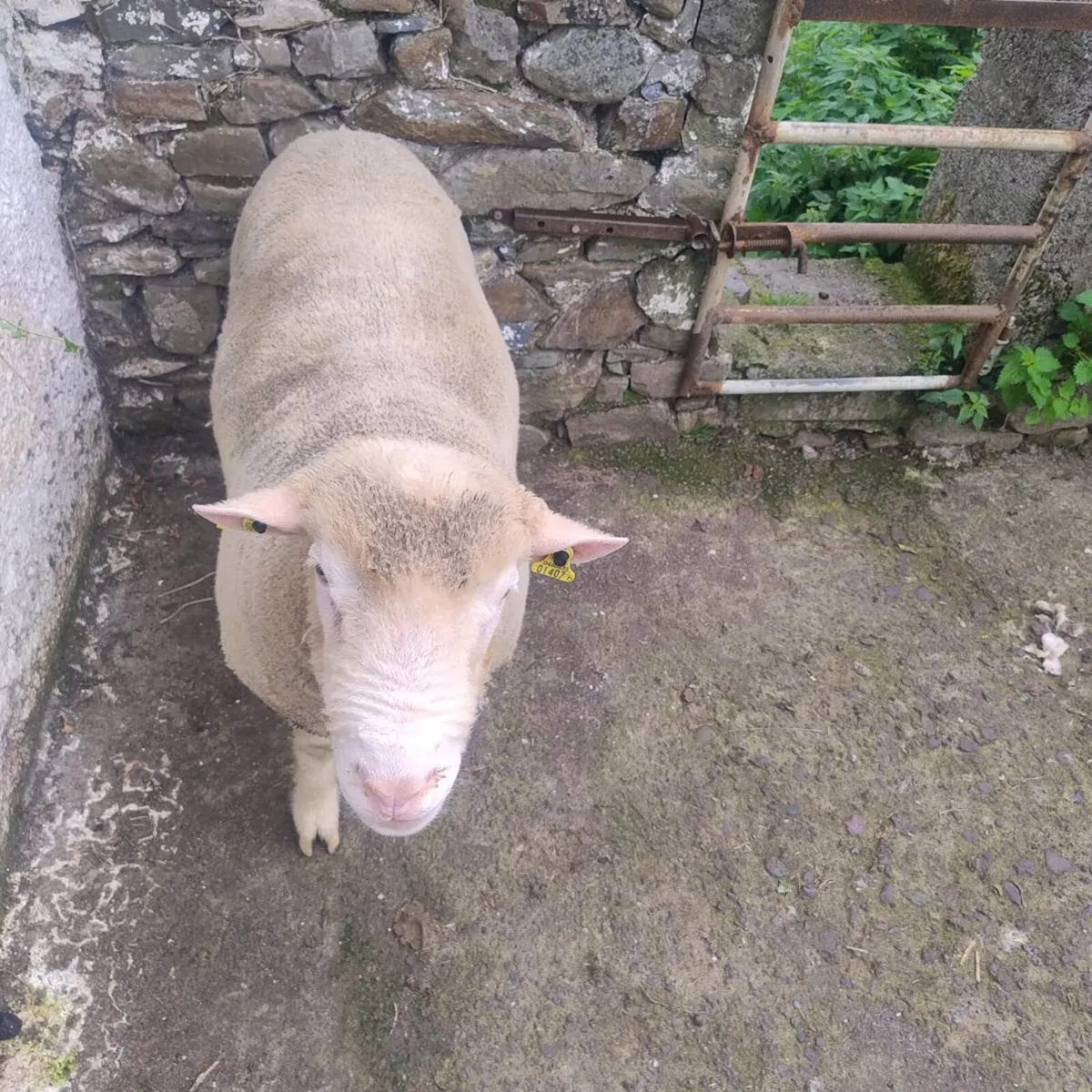Dorset ram - Image 2