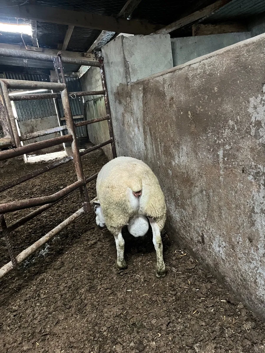 Texel ram pbnr - Image 4