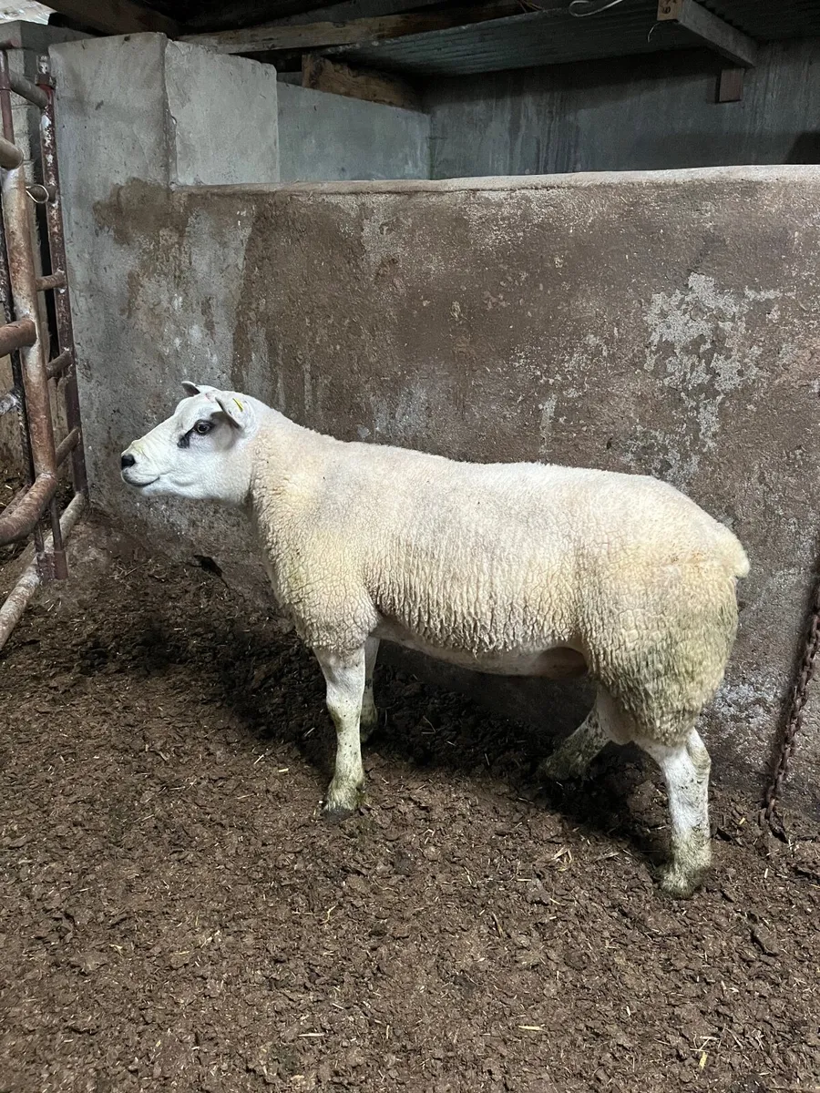 Texel ram pbnr - Image 1