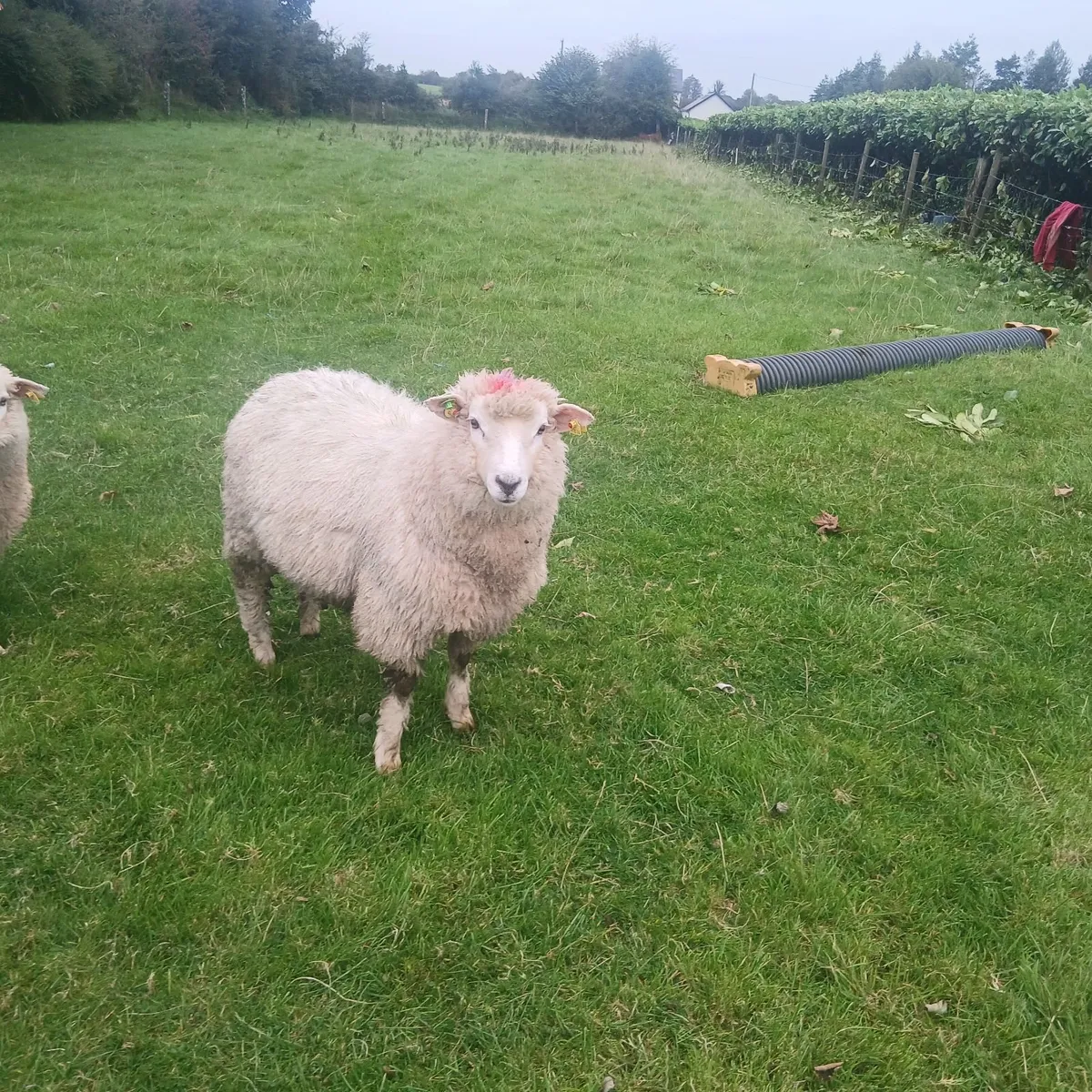 Pure bred Galway Ram Lamb SIS Approved