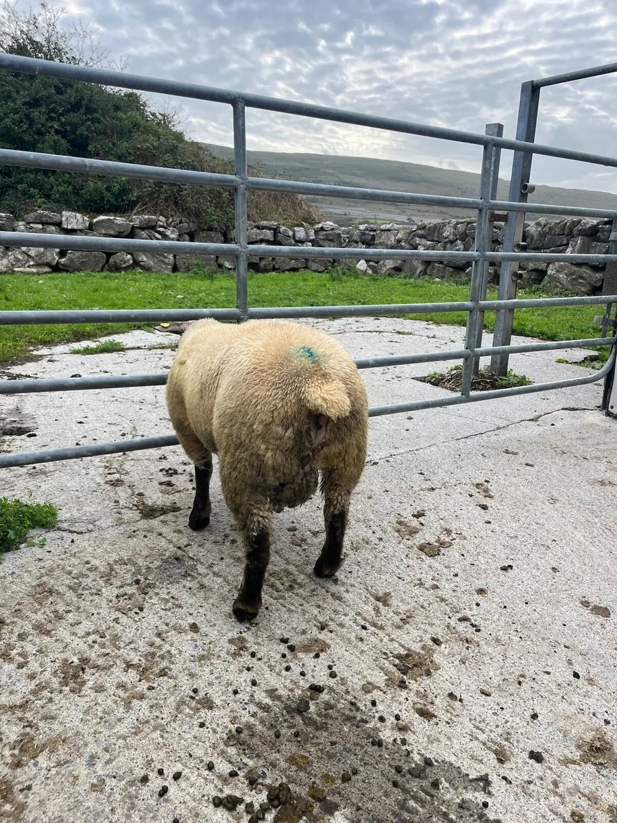 🔹Smashing Suftex ram lamb 🔹 - Image 2