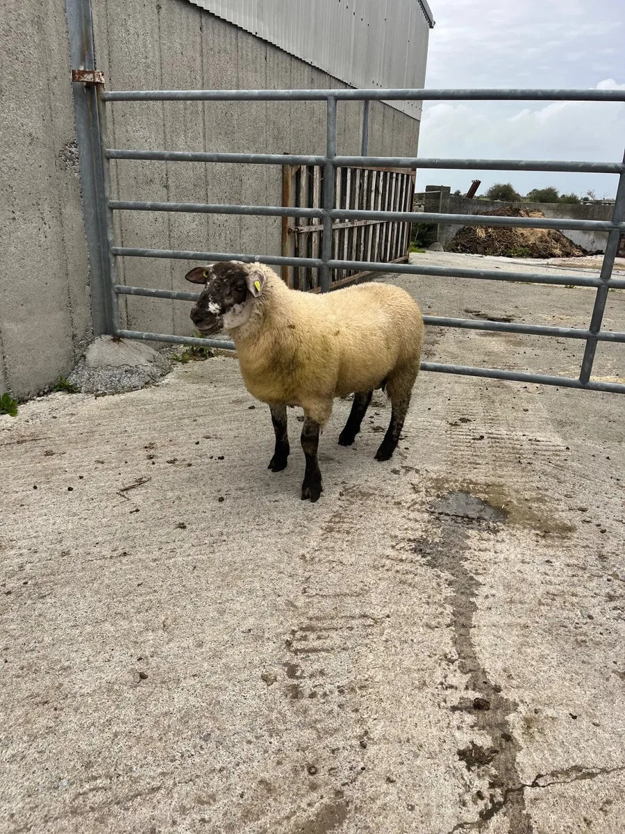 🔹Smashing Suftex ram lamb 🔹 - Image 3