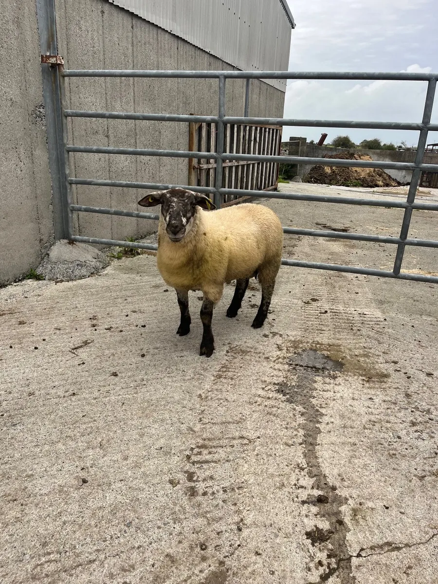 🔹Smashing Suftex ram lamb 🔹 - Image 1