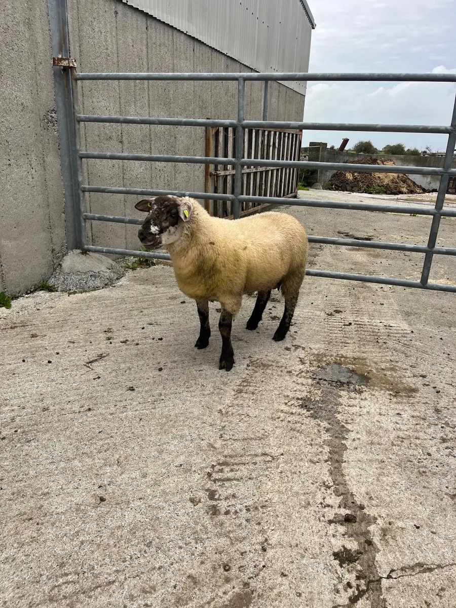 🔹Smashing Suftex ram lamb 🔹 - Image 4
