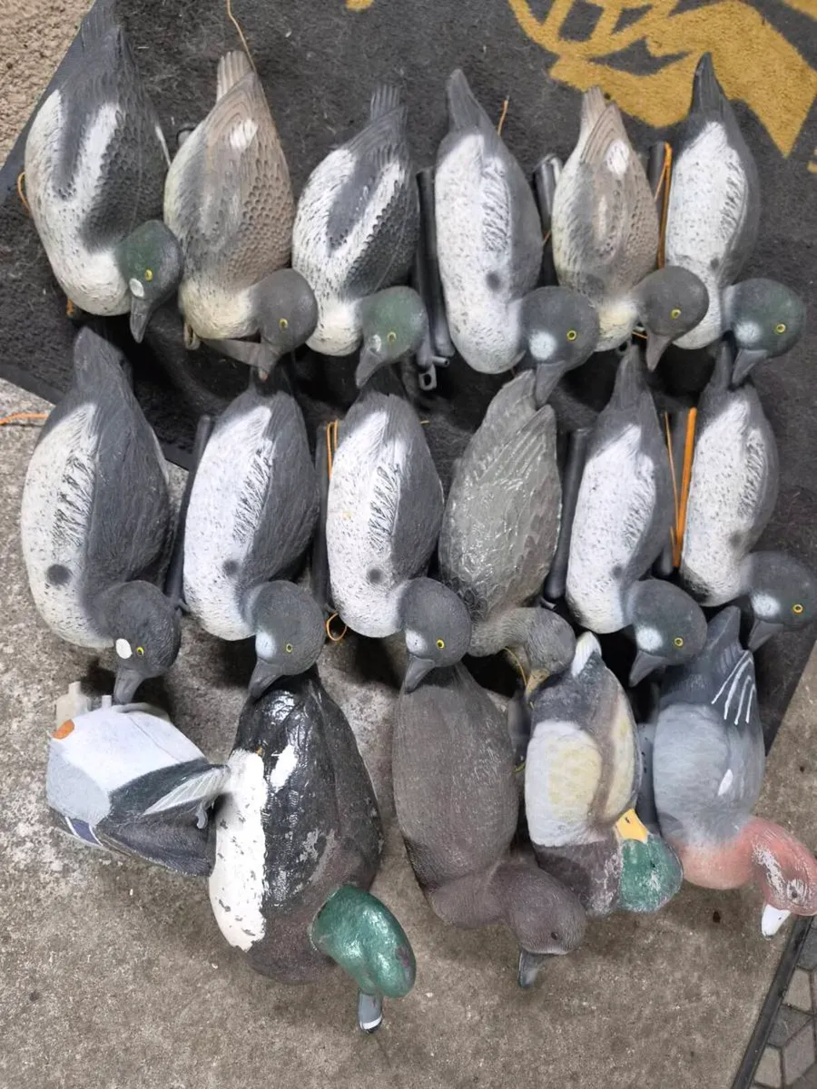 Duck decoys - Image 2