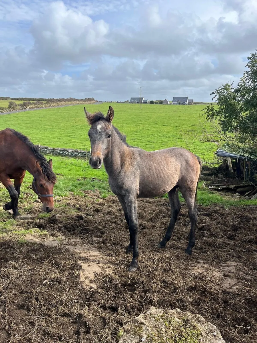 Mare and foal - Image 3