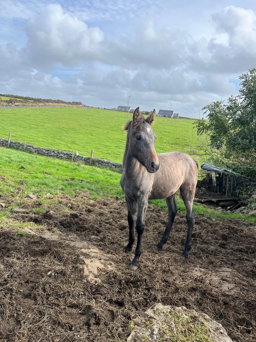 Mare and foal - Image 4