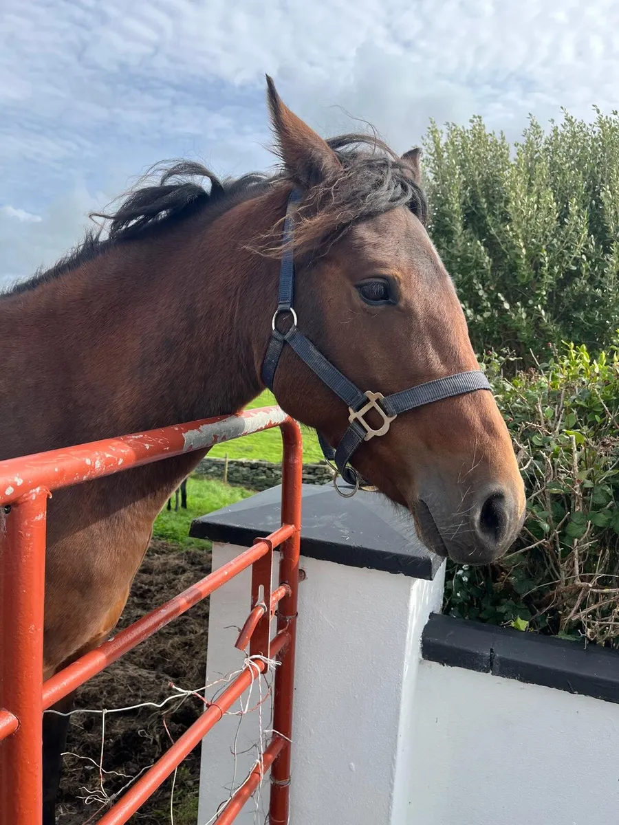 Mare and foal - Image 1