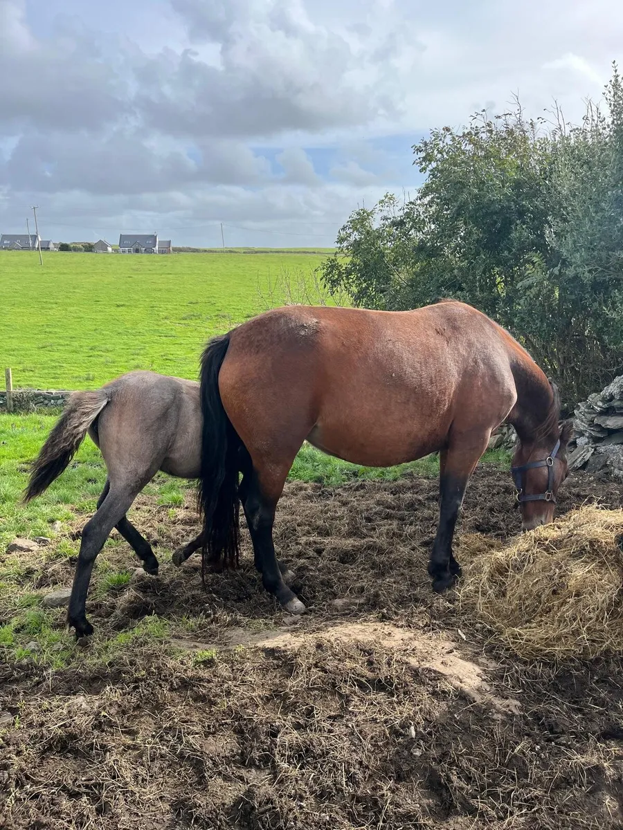 Mare and foal - Image 2
