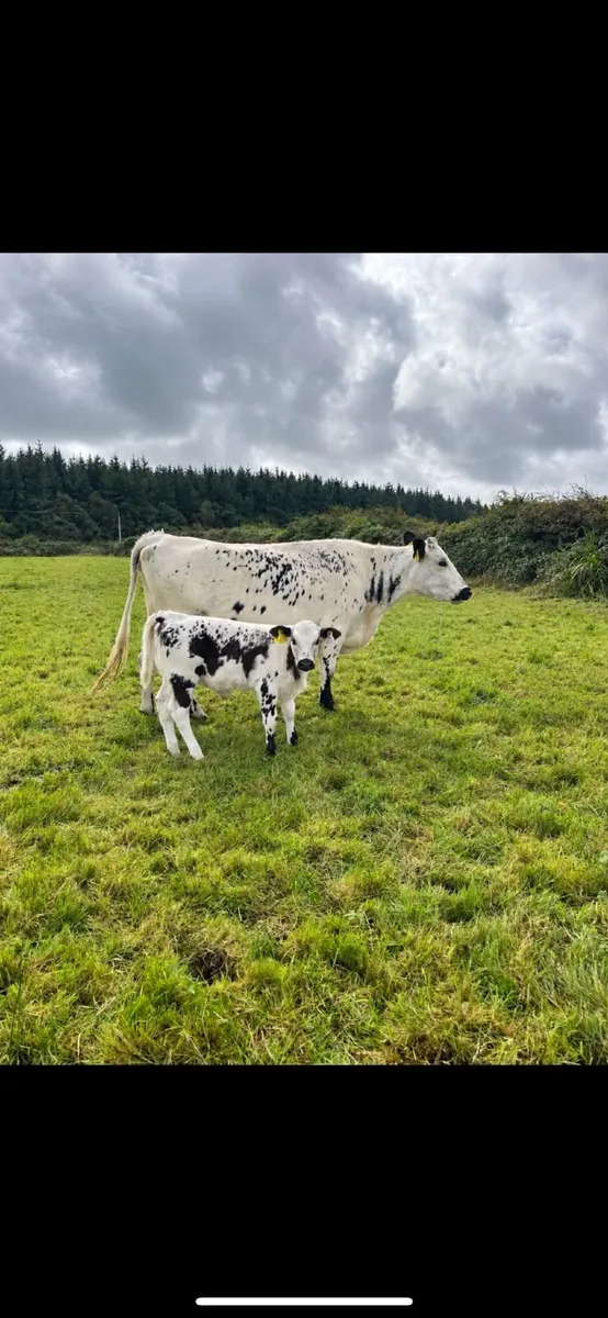 Speckled park Cow and heifer calf at foot