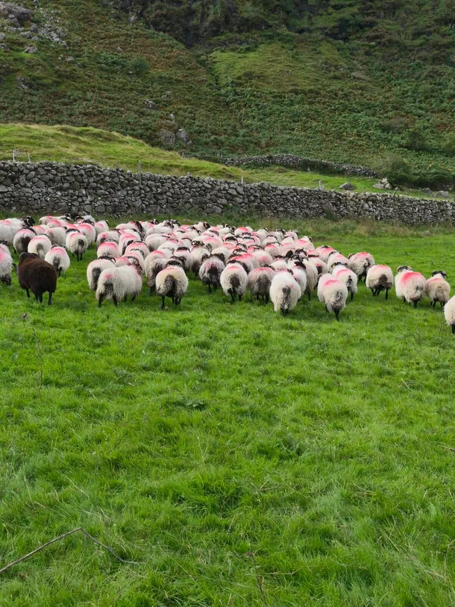 Ram lambs - Image 4