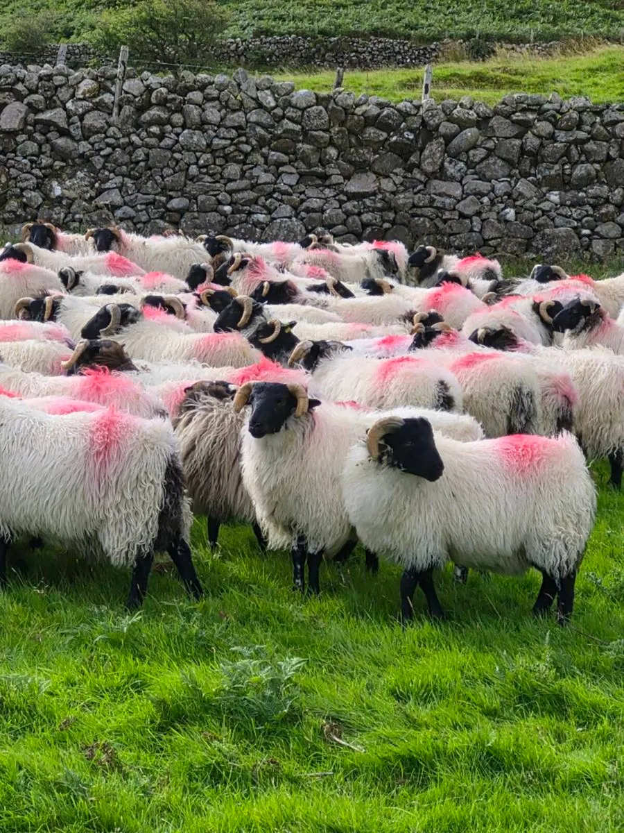 Ram lambs - Image 1