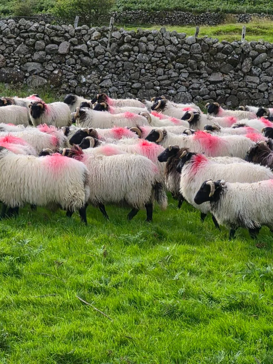 Ram lambs - Image 2