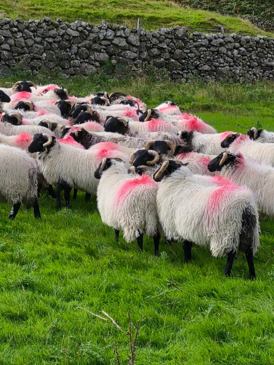Ram lambs - Image 3