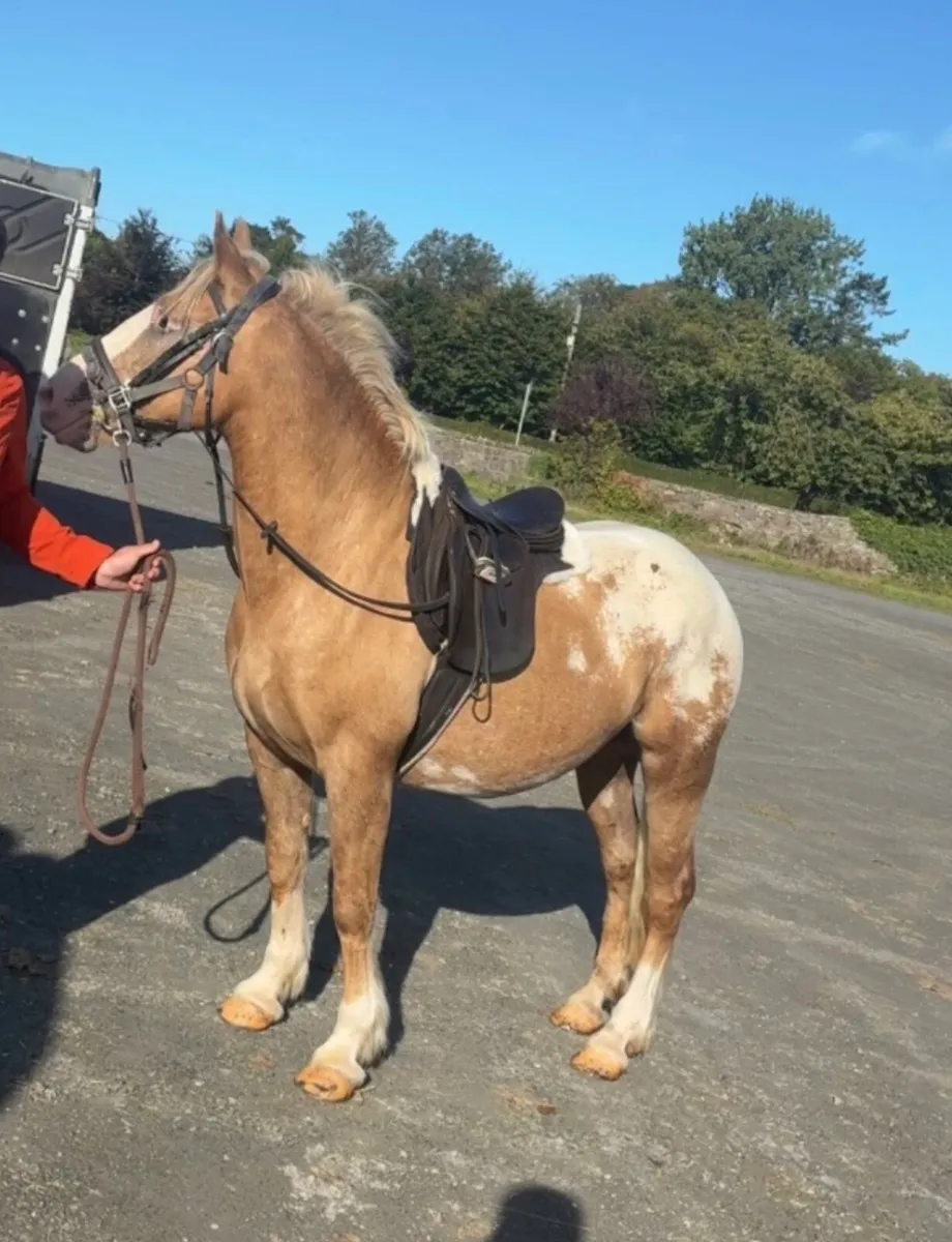 Palomino ⭐️ - Image 1