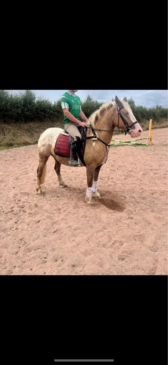Palomino ⭐️ - Image 2
