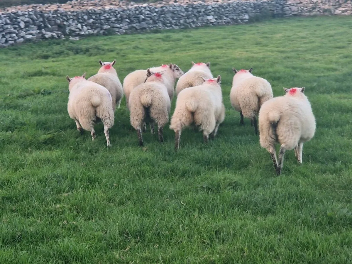 8 Hilltex ewe lambs - Image 2