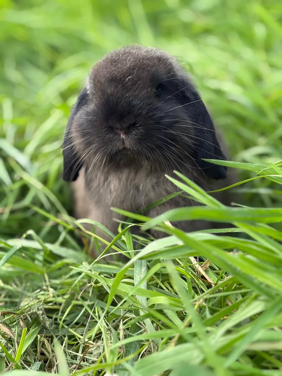 Purebred mini lop - Image 2