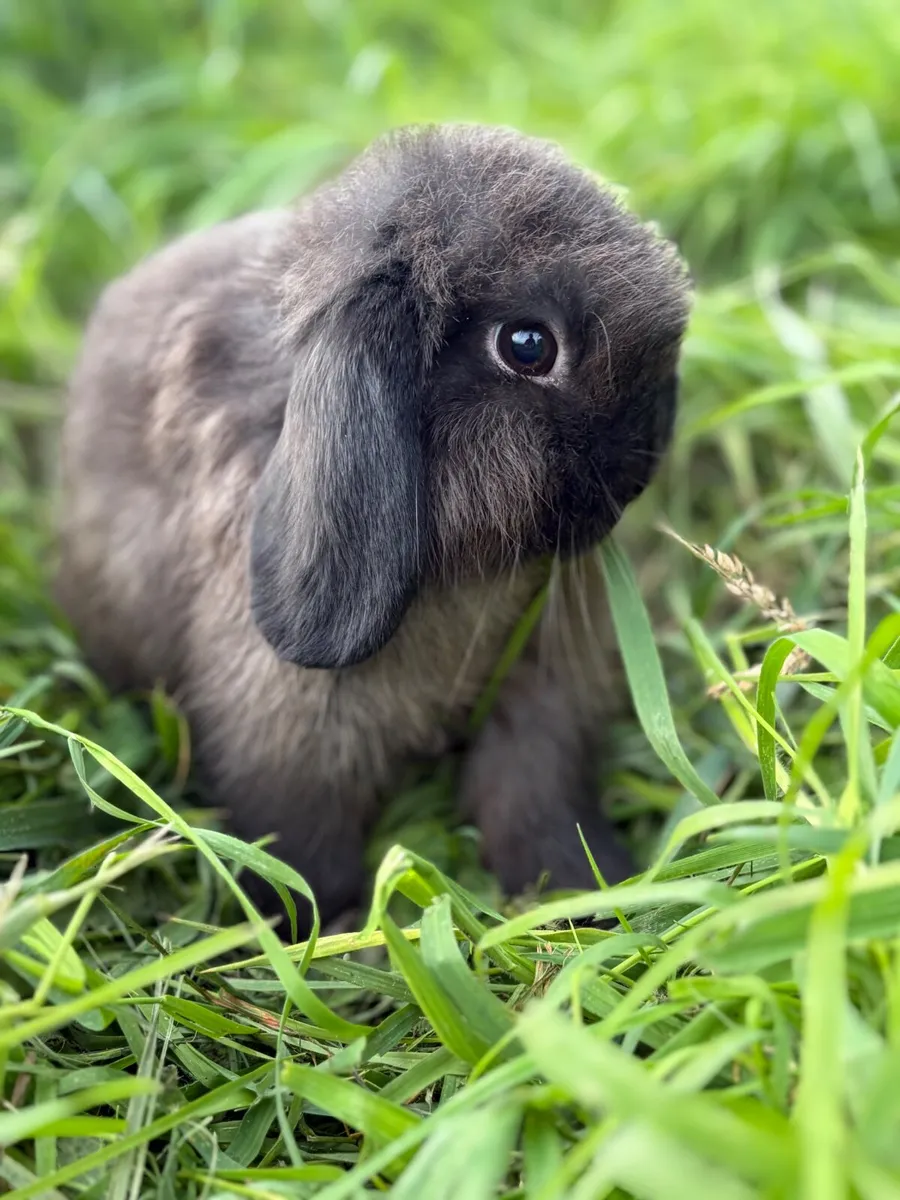 Purebred mini lop - Image 1
