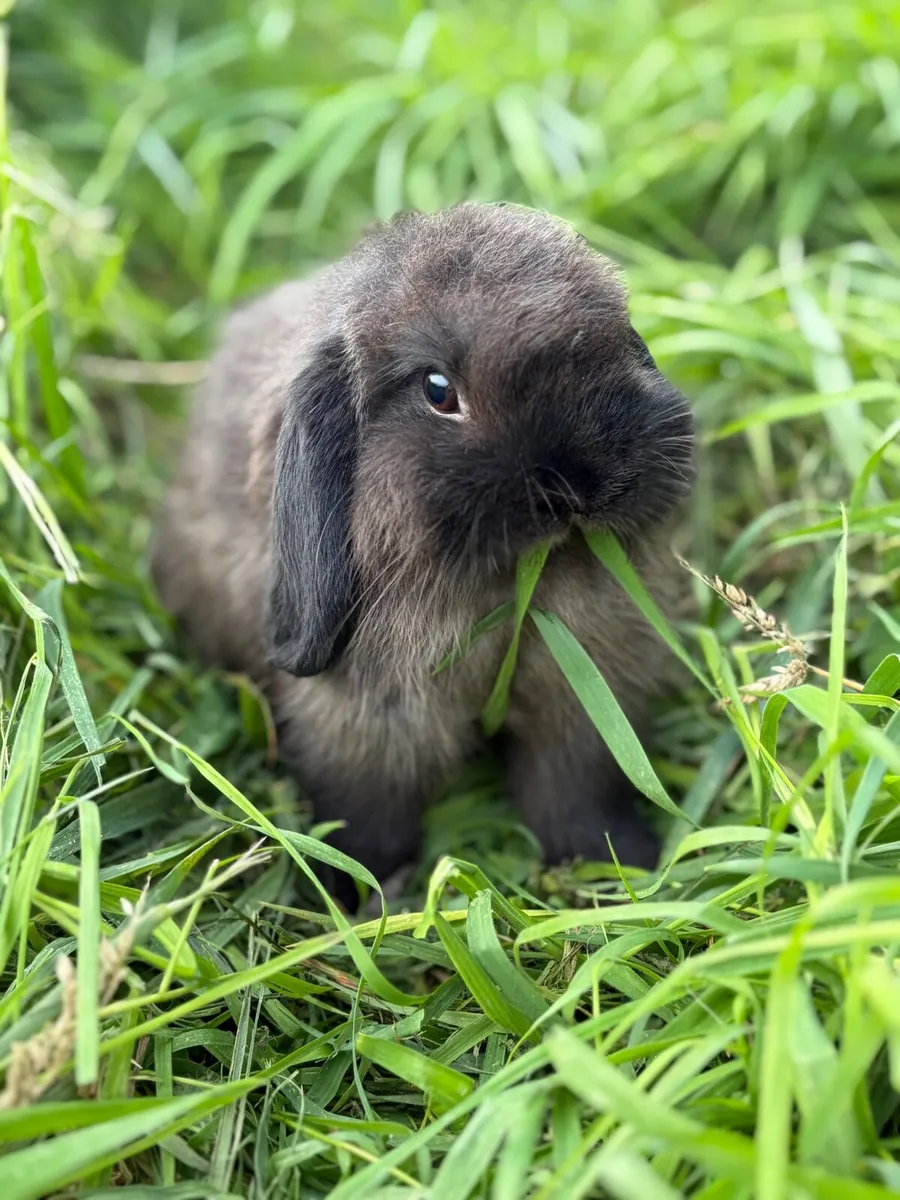 Purebred mini lop - Image 3