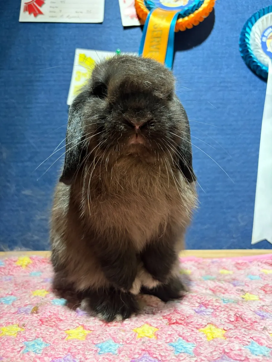 Purebred mini lop - Image 4