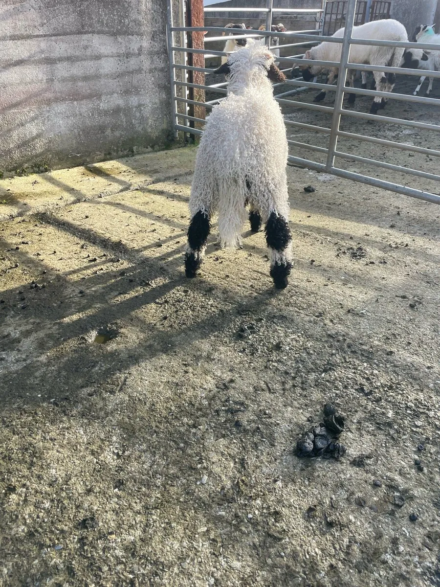 Valais Blacknose - Image 3