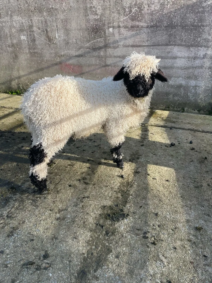 Valais Blacknose - Image 1