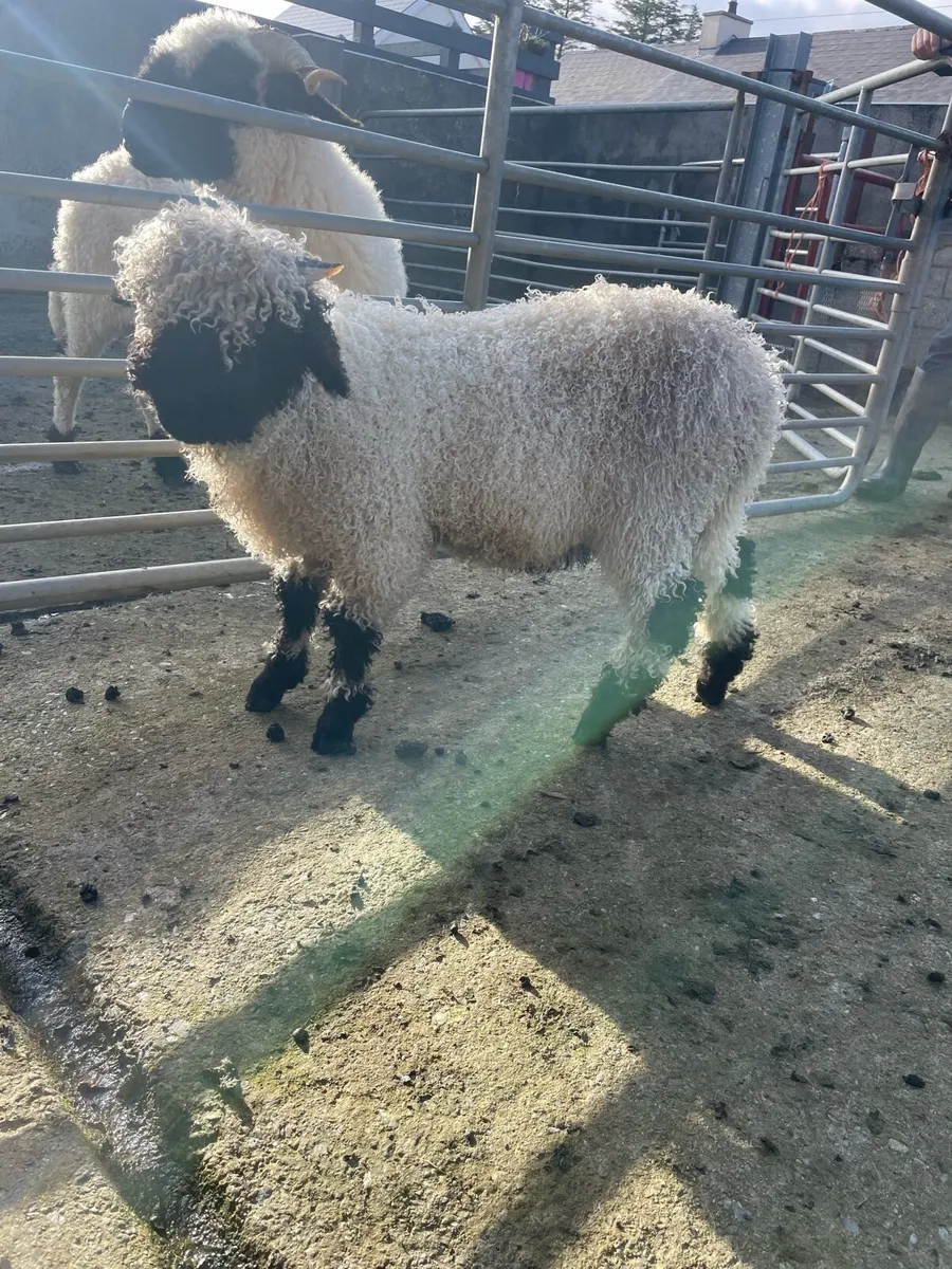 Valais Blacknose - Image 2
