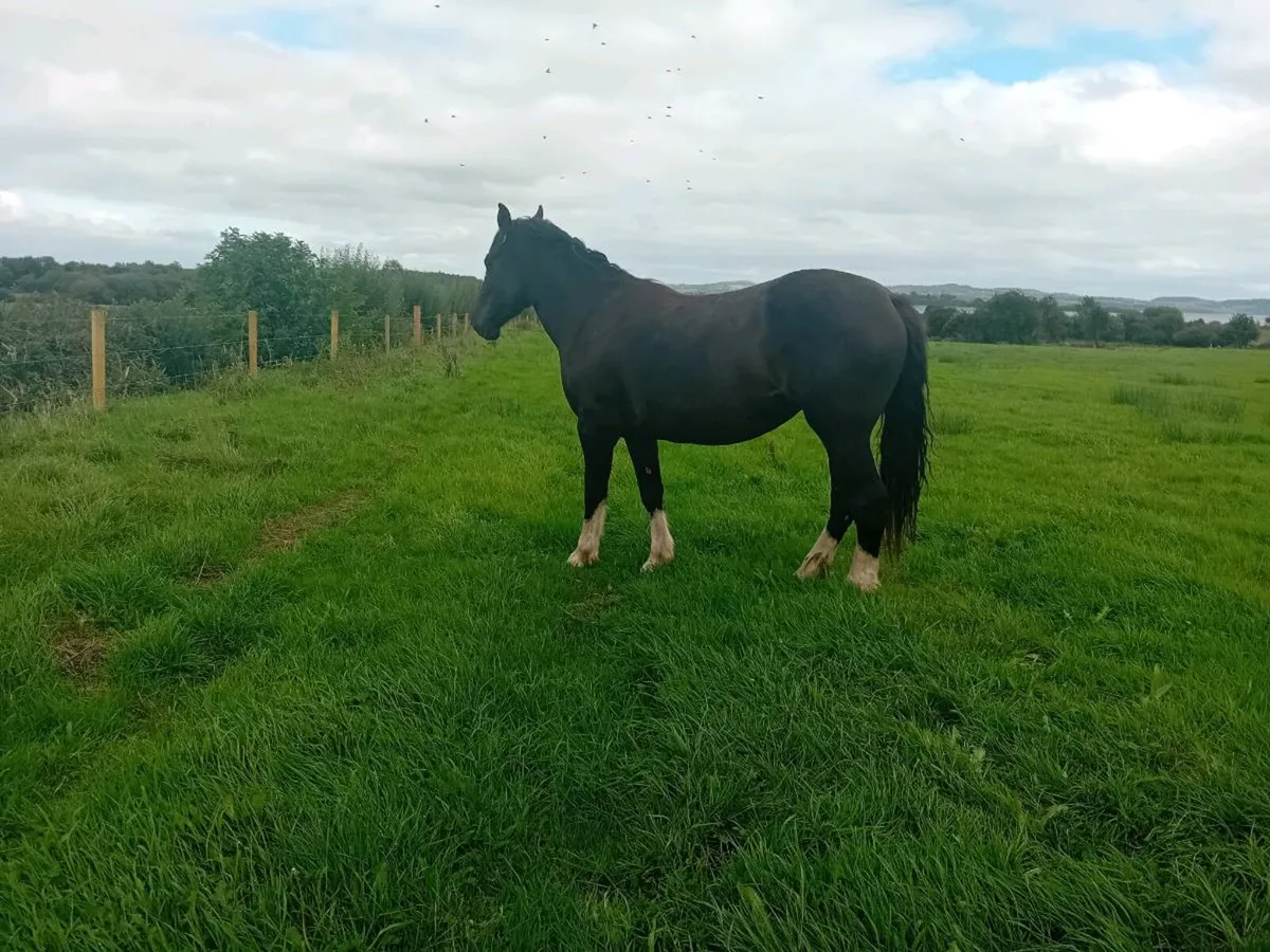 16.2 Heavy Cob Filly x2 Gelding x1 - Image 1