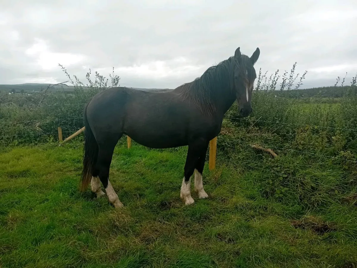 16.2 Heavy Cob Filly x2 Gelding x1 - Image 2