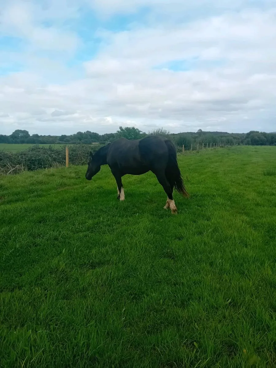 16.2 Heavy Cob Filly x2 Gelding x1 - Image 3