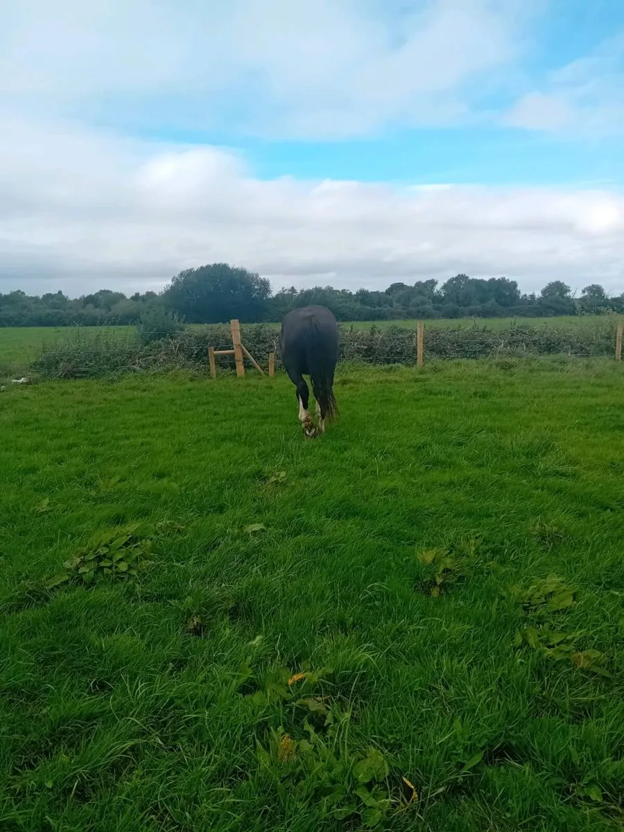 16.2 Heavy Cob Filly x2 Gelding x1 - Image 4