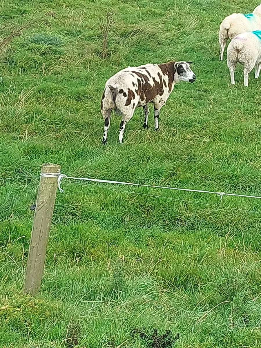 Ram - Image 1