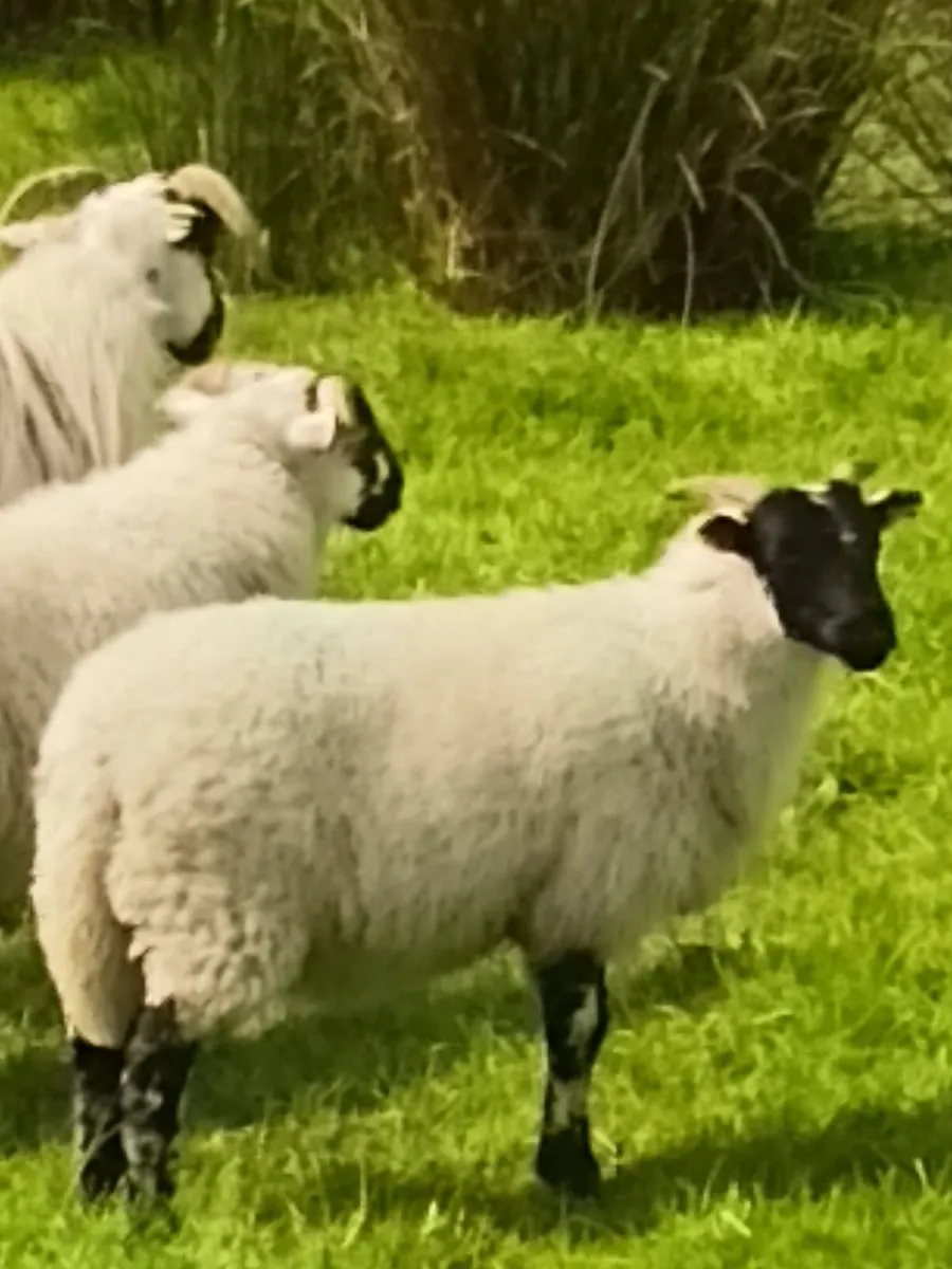 Mountain rams - Image 2